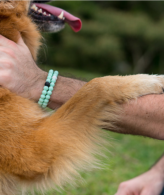 animal rescue lokai