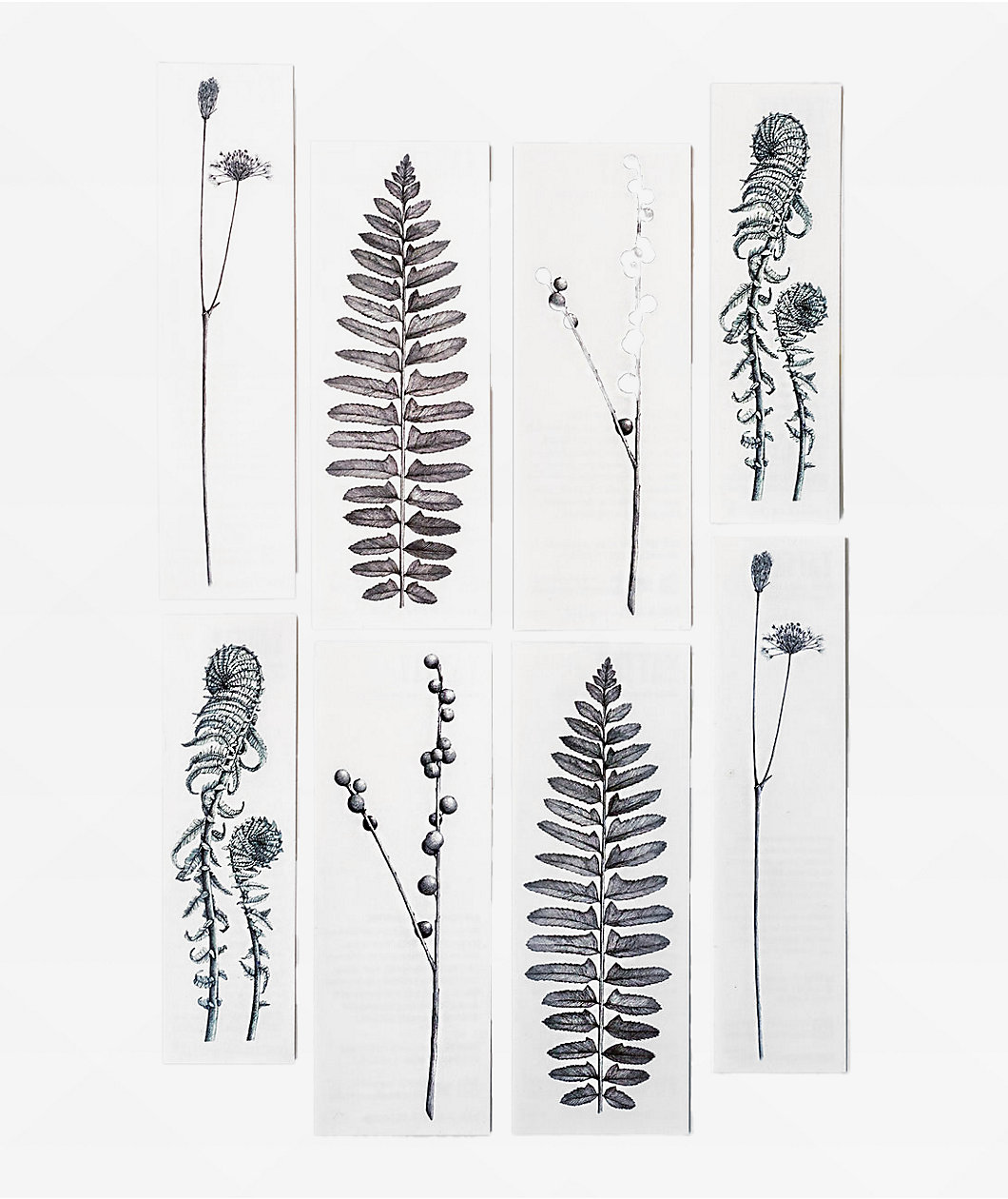 Tattly Botanist Temporary Tattoo Sheets