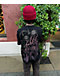 Hell & Company Broken Home Black T-Shirt - Thumbnail image 4 of 6