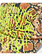 Lurking Class by Sketchy Tank Python Metal Strapback Hat - Thumbnail image 4 of 4