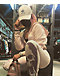 adidas Men's Trefoil Curved Bill White Strapback Hat - Thumbnail image 3 of 4